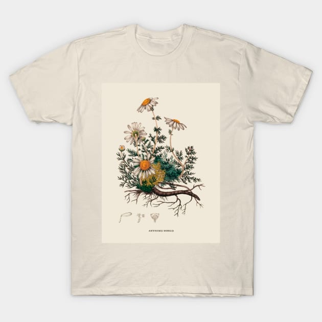 Camomile Antique Botanical Illustration T-Shirt by Antiquated Art